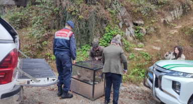 Artvin'de bulunan yaralı karaca tedavi edildi