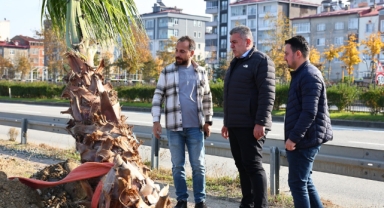 Bulancak'ta hasar gören palmiyeler doğaya yeniden kazandırıldı