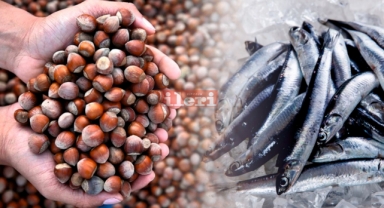 Fındık Üreticisi Şaşkın: 1 Kilo Fındık, 1 Kilo Hamsi Almıyor!