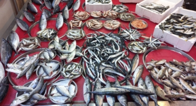 Giresun'da balık fiyatları bugün ne kadar?