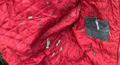 Giresun İl Tarım ve Orman Müdürlüğünden Kokarca Mücadelesi İçin Uyarı: Sıcak Ortamlar Zararlıları Çekiyor