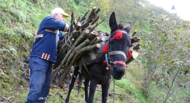 Giresun'un köylerinde katırcılık sona eriyor