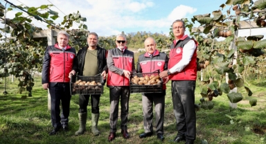 Tescilli Ordu Kivisinde Hasat Başladı