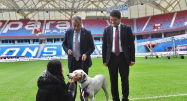 Trabzonspor Kulübü, Fenerbahçe maçı öncesinde sahaya giren köpeği sahiplendi