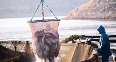 Doğu Karadeniz'in 11 aylık Türk somonu ihracatı 178,5 milyon doları aştı