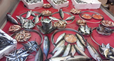 Giresun'da balık fiyatları bugün ne kadar?