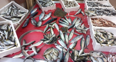 Giresun'da balık fiyatları bugün ne kadar?