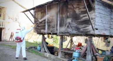 Giresun’da Kahverengi Kokarca Tehdidine Karşı İlaçlama Çalışmaları Sürüyor
