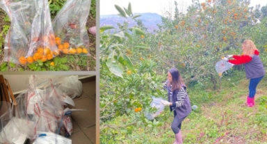 Giresun’da Üreticilere Denetim: Pestisit Kullanımına Geçit Yok!