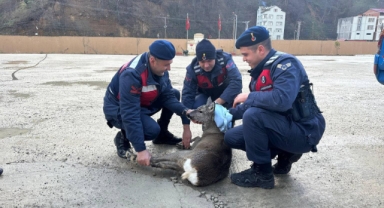Giresun’da Yaralı Karaca Kurtarıldı, Vali Serdengeçti’den Teşekkür Mesajı