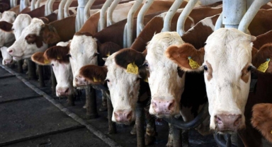 Giresun İl Tarım ve Orman Müdürlüğü Duyurdu: 2025 yılı Besilik Sığır İthalatı İçin Başvurular Başladı