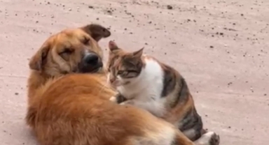 Kedi ile köpeğin sevimli dostluğu kameraya böyle yansıdı