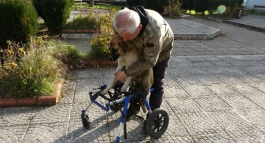 Ordulu vatandaş, sakat kalan köpeğini yürüteç ile hayata bağladı