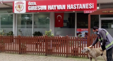 Piraziz Belediyesi'nden Sokak Hayvanları İçin Örnek Çalışma