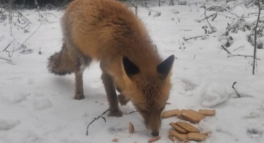 Tilkiyi Bisküviyle Böyle Beslediler