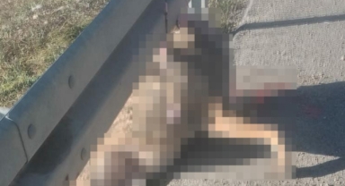 Bolu’da Demir Bariyerlere Asılı Telef Olmuş Kurt Cesedi Bulundu