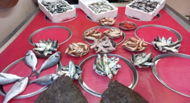 Giresun'da Balık Fiyatları Bugün Ne Kadar? Hamsi Kaç TL?