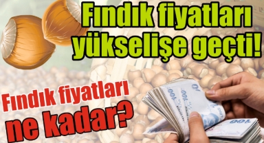 Giresun’da fındık fiyatları göz kırpıyor! Fındık fiyatları ne kadar?