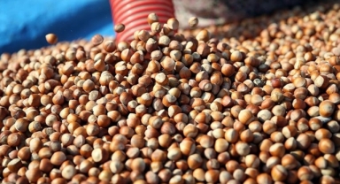 Giresun’da Fındık Fiyatları Yükselişe Geçti! Fındık Fiyatı Yeni Haftaya Kaç TL’den Başladı?