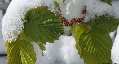 Giresun’da Fındık Üreticilerine Önemli Uyarı: Tarım Sigortasında Son Başvuru Tarihi Ne Zaman?