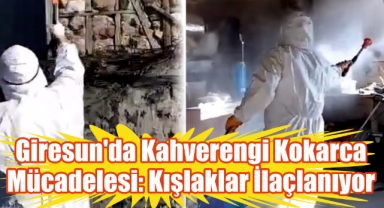 Giresun'da Kahverengi Kokarca Mücadelesi: Kışlaklar İlaçlanıyor