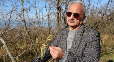 Giresun’da Mevsim Normallerinin Üzerindeki Sıcaklıklar Fındık Üreticilerini Endişelendiriyor