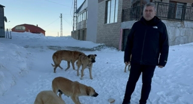 Giresun’un Doğal Güzelliği Bektaş Yaylası Farklı Bir Anlam Kazandı: Yayladaki Köpekler İçin Harekete Geçildi