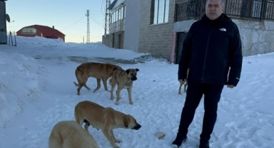 Giresun'un o yaylasındaki sahipsiz köpeklere yiyecek desteği sağlandı
