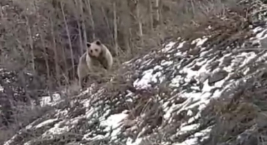 Gümüşhane Kent Merkezine Yakın Bölgeye Ayı İndi: Vatandaşlar Şaşkınlıklarını Gizleyemedi