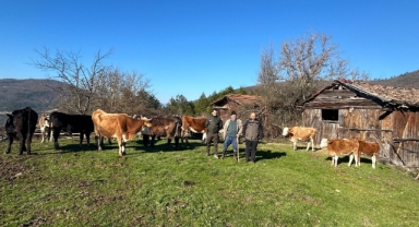 Günlerdir kayıp olan büyükbaş hayvanlar dronla bulundu