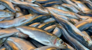 Karadeniz'deki Balık Pazarlarının Yeni Yıldızı: Mangal Söndüren O Balık Hamsi ve Mezgitin Yerini Alıyor