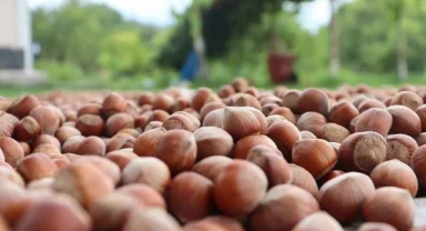 Karadeniz Fındık İhracatında Liderler Belli Oldu: Giresun’dan 7 Firma O Listede Yer Aldı