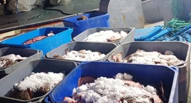 Samsun’da Kaçak Kalkan Balığı Operasyonu: 3620 Kilo Kaçak Kalkan Balığı Ele Geçirildi