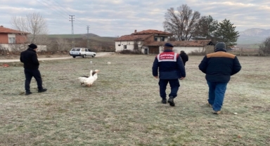 Çorum'da kaz dövüşü yaptıran 7 kişiye 72 bin 695 lira ceza kesildi