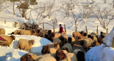 Giresun İl Özel İdaresi, yayla yolunda hayvanlarıyla mahsur kalan vatandaşın yardımına koştu 
