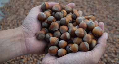 Giresun'un komşusu o ilde fındığın kilogramı 125 liradan işlem görüyor