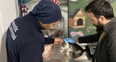 Piraziz Belediyesi Ekipleri Tarafından Sokakta Yaralı Bulunan Kedi Sağlığına Kavuşturuldu