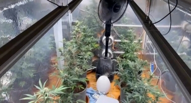 Samsun'da Kenevir Yetiştiren Çeteye Büyük Darbe: Kenevir Üretimi İçin Özel Oda ve Ekipmanlar Ele Geçirildi