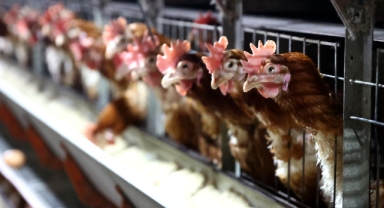 Tavuk eti ve yumurtadaki nanoplastiklerin insan sağlığına etkisi araştırılıyor