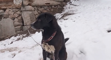 Artvin’de kurt sürüsüyle tek başına mücadele eden köpeğin sahibi yaşanan o anları anlattı    