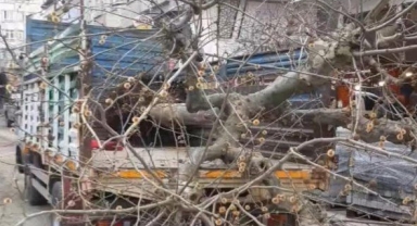 CHP’li Görele Belediyesi Şehrin Simgesi Çınar Ağacını Sökerek Tepkileri Üzerine Çekti