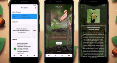 Fındık üreticilerine yapay zeka destekli mobil uygulama