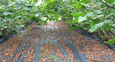 Fındık Üreticilerine Yeni Destek: Fındık Hasat Filesi Destekleme Kapsamına Alındı! Başvurular Ne Zaman Başlayacak?