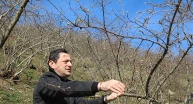 Giresun'da kar yağışı fındık üreticisini sevindirdi
