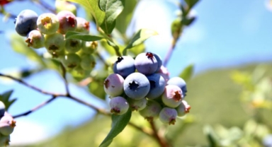 Giresun’da Maviyemiş Üretiminin Artırılması Projesi Başvuruları Başladı! Son Başvuru Tarihi Ne Zaman?