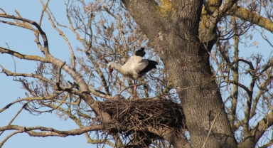 Kızılırmak Deltası Kuş Cenneti'nde baharın habercisi leylekler yuvalarına erken dönüyor