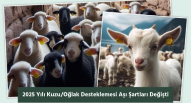 Kuzu ve Oğlak Yetiştiricileri Dikkat! 2025 Yılı Kuzu/Oğlak Desteklemesi İçin Aşı Şartları Değişti
