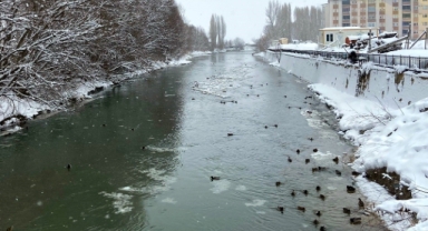 Sibirya’dan göç eden yeşilbaşlı ördekler o kenti sevdi   