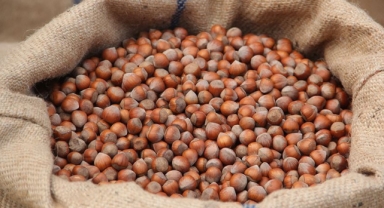 Türkiye yılın ilk iki ayında fındık ihracatından 426 milyon doları aşkın gelir sağladı