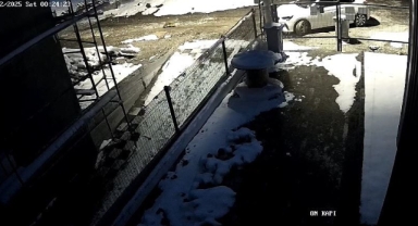 Aç kalan tilki şehir merkezine indi
